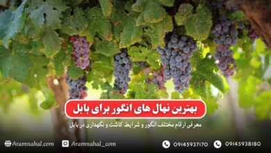 بهترین نهال انگور برای بابل راهنمای خرید و کاشت