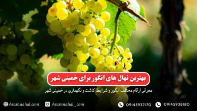بهترین نهال انگور برای خمینی شهر راهنمای خرید و کاشت