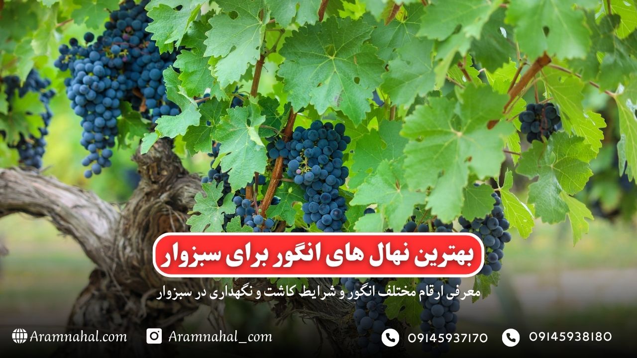 بهترین نهال انگور برای سبزوار راهنمای خرید و کاشت