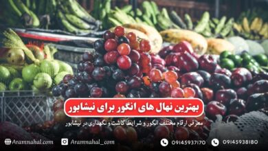 بهترین نهال انگور برای نیشابور راهنمای خرید و کاشت