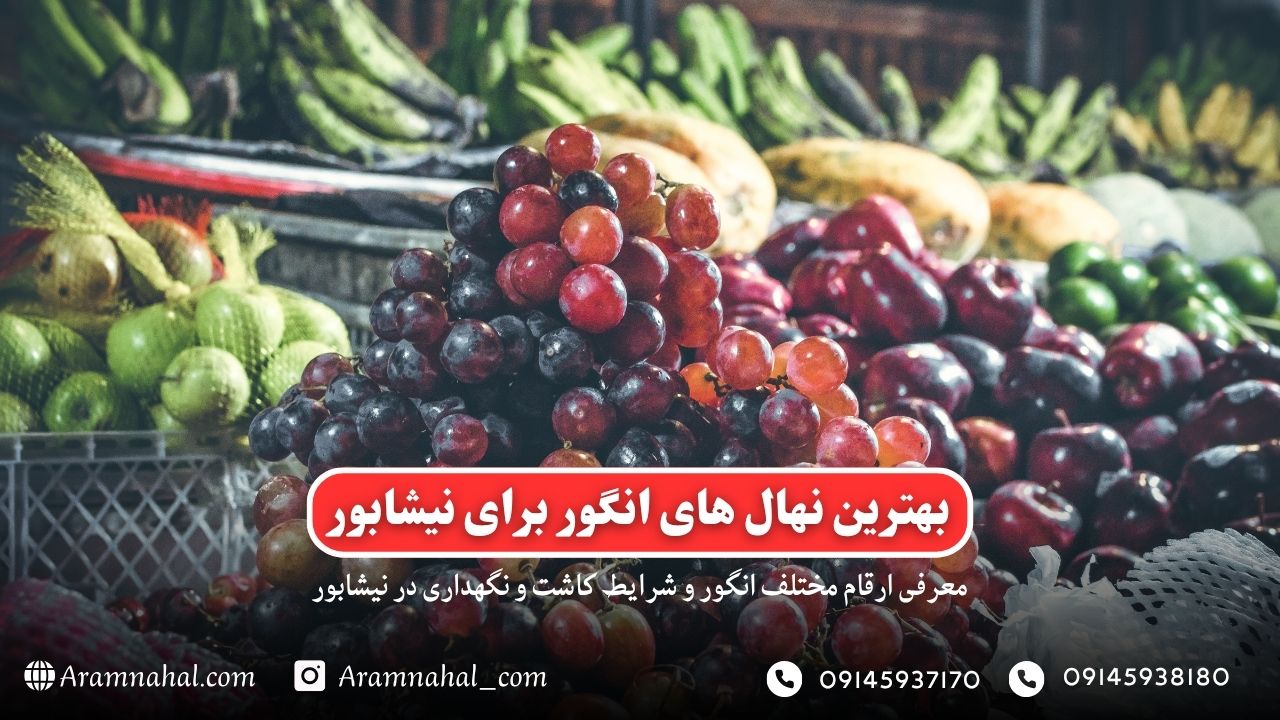 بهترین نهال انگور برای نیشابور راهنمای خرید و کاشت