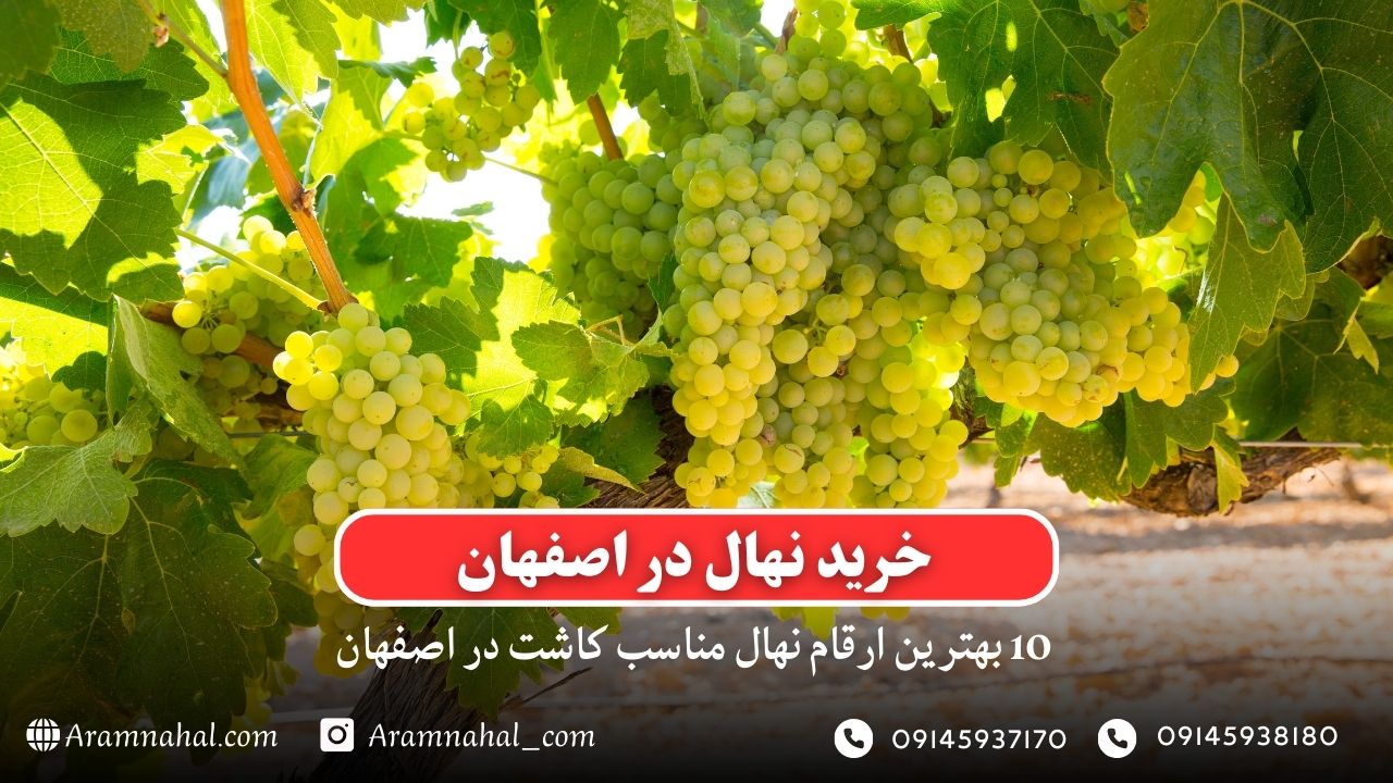 خرید نهال در اصفهان - 10 بهترین نهال مناسب کاشت در اصفهان