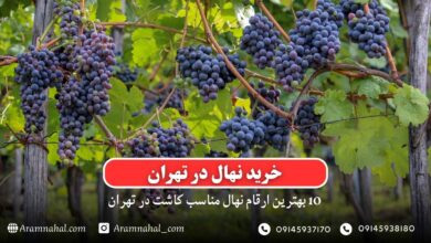 خرید نهال در تهران - 10 بهترین نهال مناسب کاشت در تهران