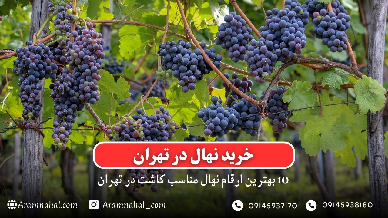 خرید نهال در تهران - 10 بهترین نهال مناسب کاشت در تهران
