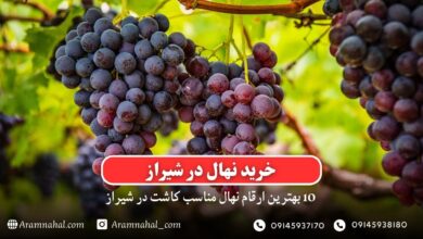 خرید نهال در شیراز - 10 بهترین نهال مناسب کاشت در شیراز