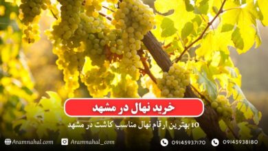 خرید نهال در مشهد - 10 بهترین نهال مناسب کاشت در مشهد