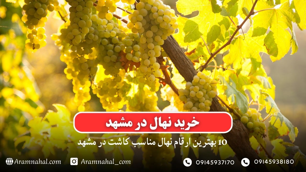 خرید نهال در مشهد - 10 بهترین نهال مناسب کاشت در مشهد