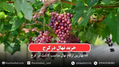 خرید نهال در کرج - 10 بهترین نهال مناسب کاشت در کرج
