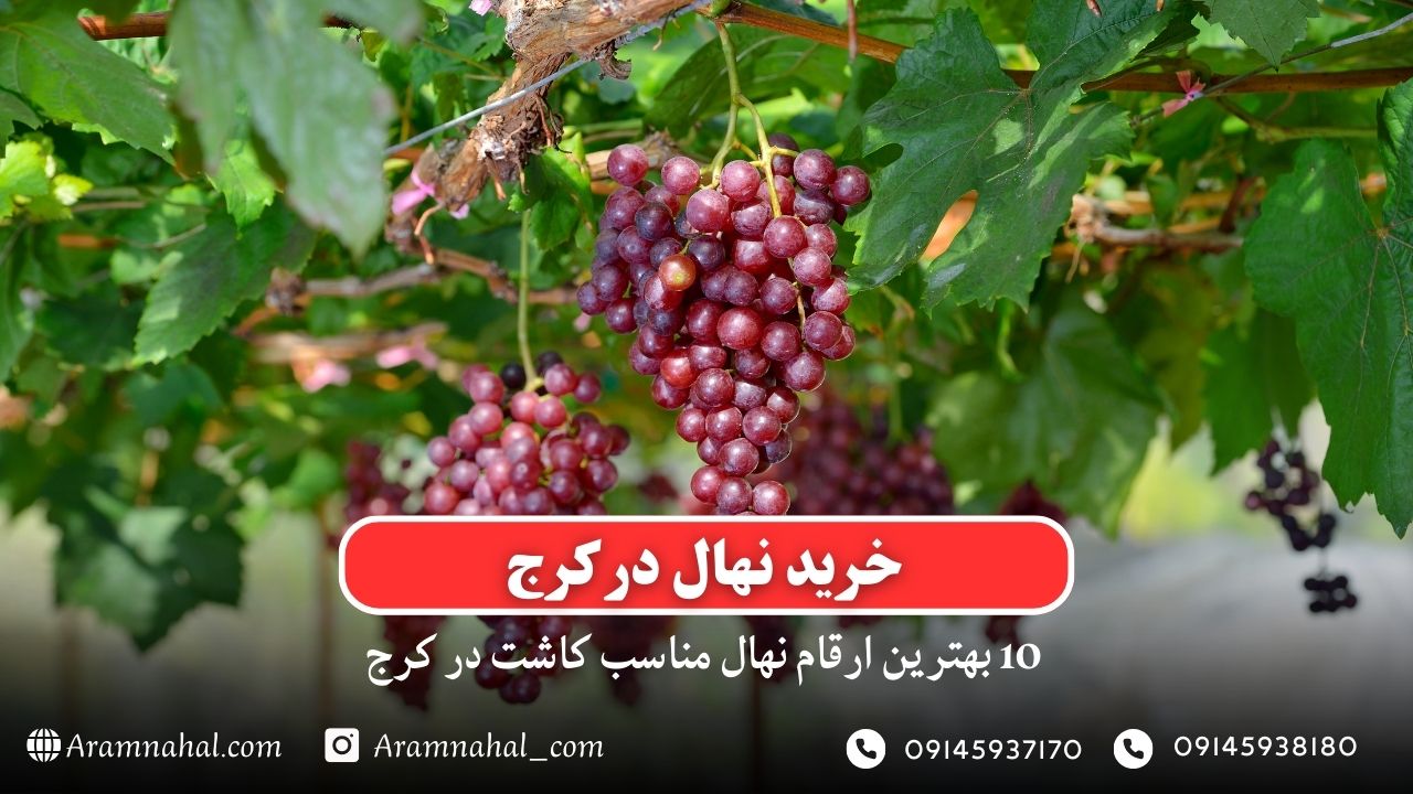 خرید نهال در کرج - 10 بهترین نهال مناسب کاشت در کرج