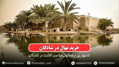 خرید نهال در شادگان- 12 بهترین نهال مناسب کاشت در شادگان