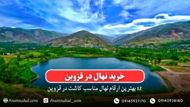 خرید نهال در قزوین - 12 بهترین نهال مناسب کاشت در قزوین