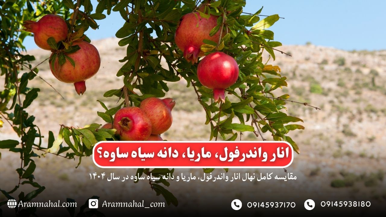 مقایسه کامل نهال انار واندرفول، ماریا و دانه سیاه ساوه در سال ۱۴۰۴ + راهنمای خرید بهترین رقم