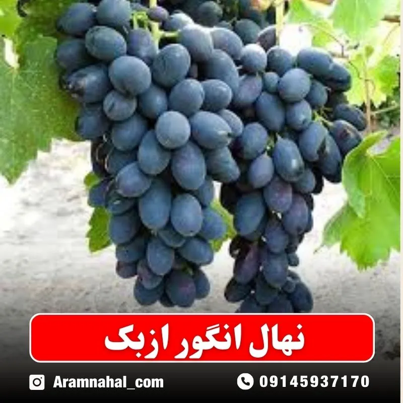 نهال انگور ازبک نهالستان آرام نهال