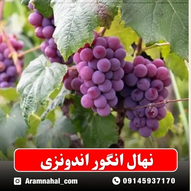 نهال انگور اندونزی نهالستان ارام نهال