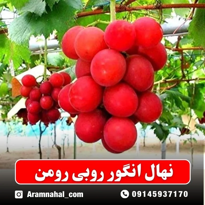 نهال انگور روبی رومن نهالستان آرام نهال