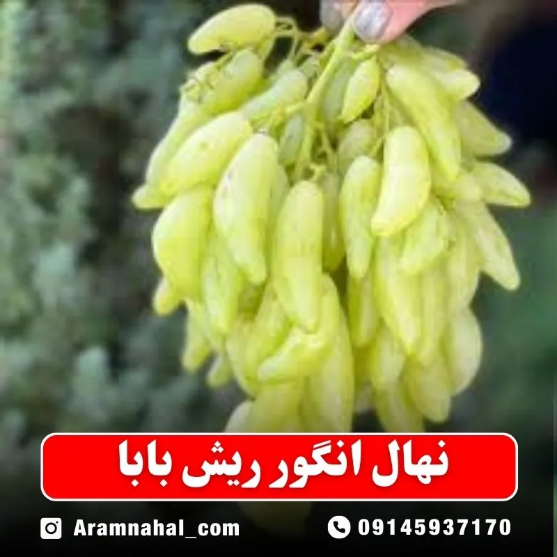 نهال انگور ریش بابا نهالستان آرام نهال