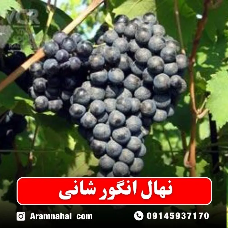 نهال انگور شانی نهالستان ارام نهال