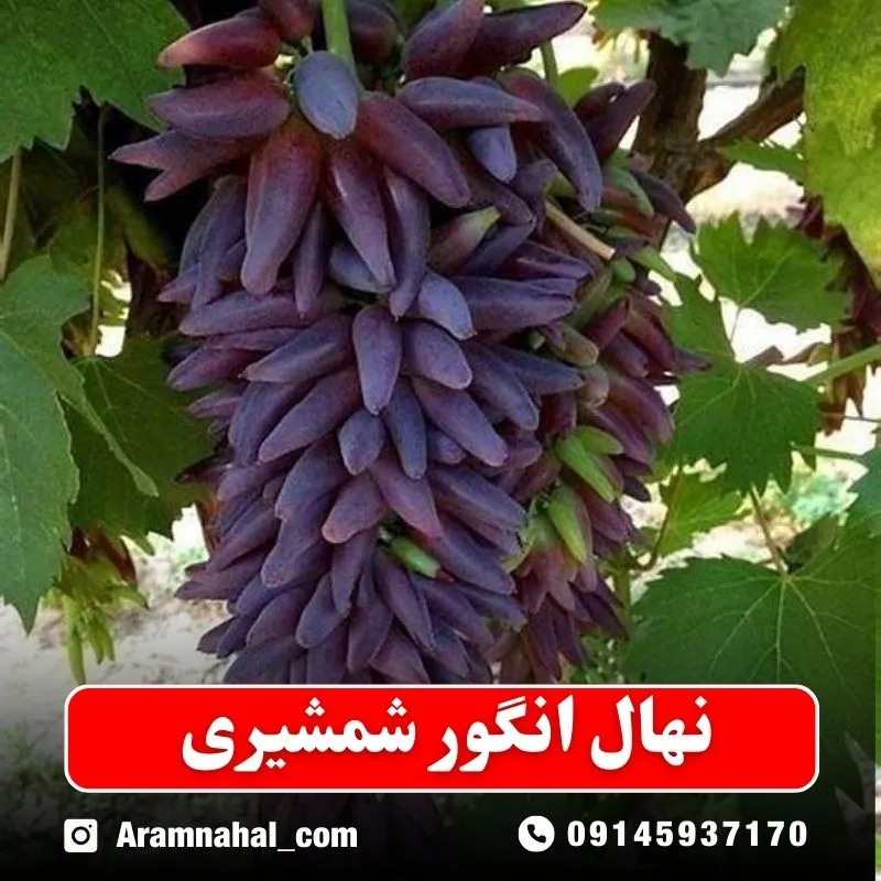نهال انگور شمشیری نهالستان آرام نهال
