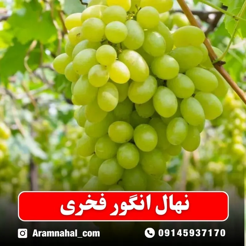 نهال انگور فخری نهالستان آرام نهال