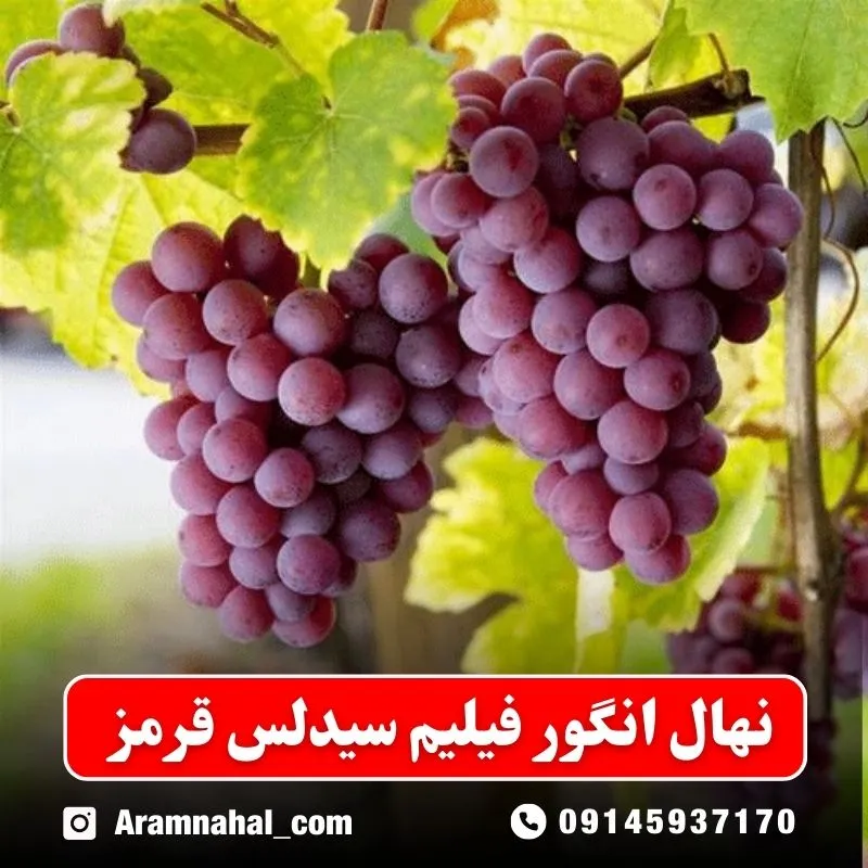 نهال انگور فیلیم سیدلس قرمز نهالستان آرام نهال
