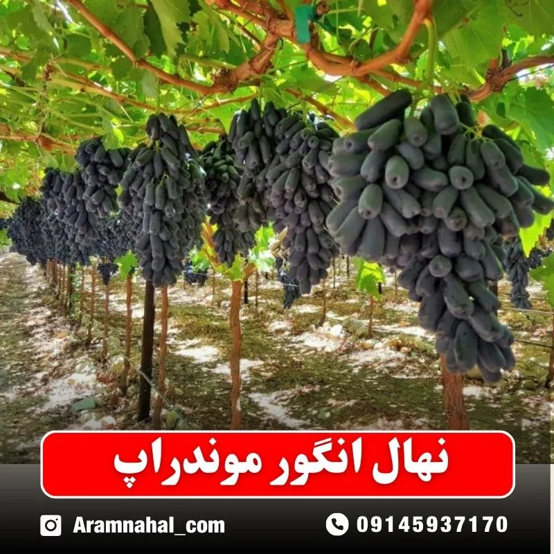 نهال-انگور-موندراپ نهالستان آرام نهال