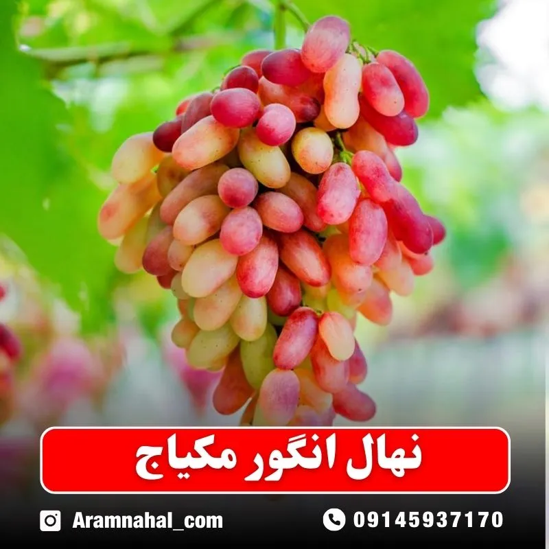 نهال انگور مکیاج نهالستان آرام نهال