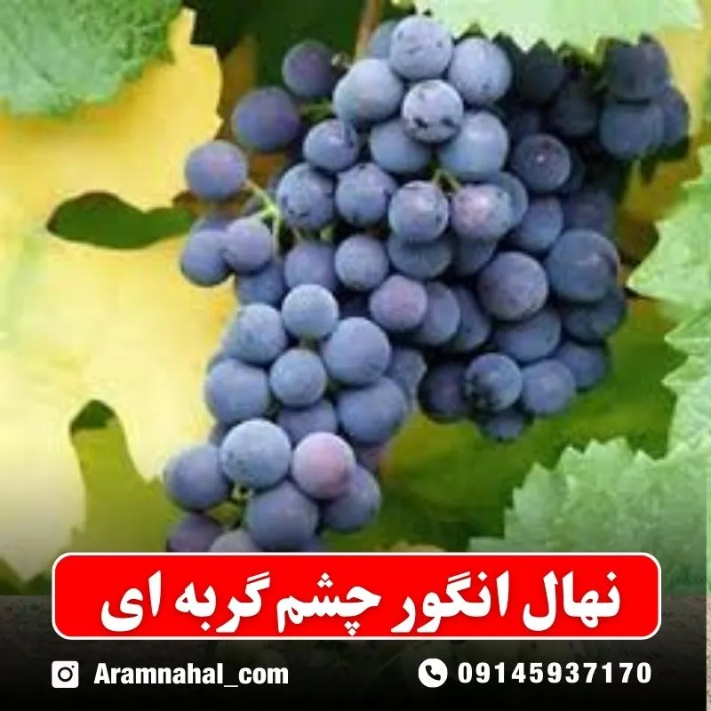 نهال-انگور-چشم-گربه-ای نهالستان ارام نهال