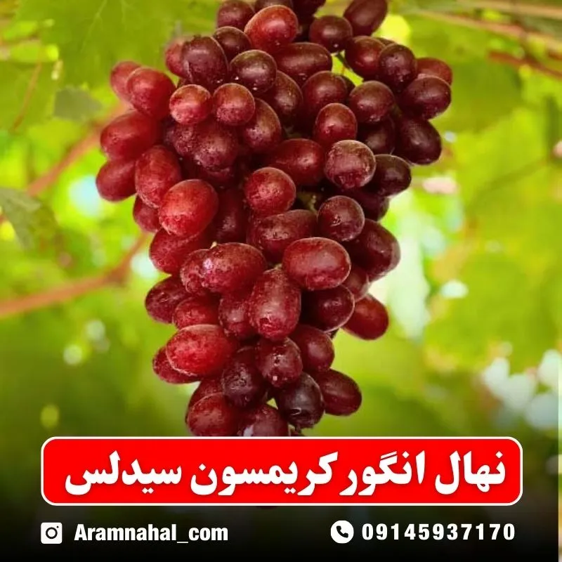 نهال انگور کریمسون سیدلس نهالستان آرام نهال