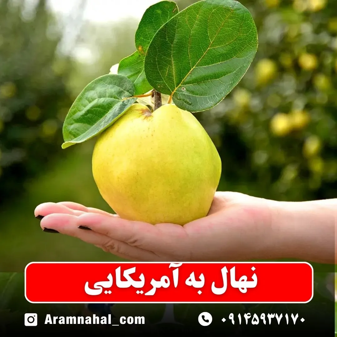 نهال به آمریکایی