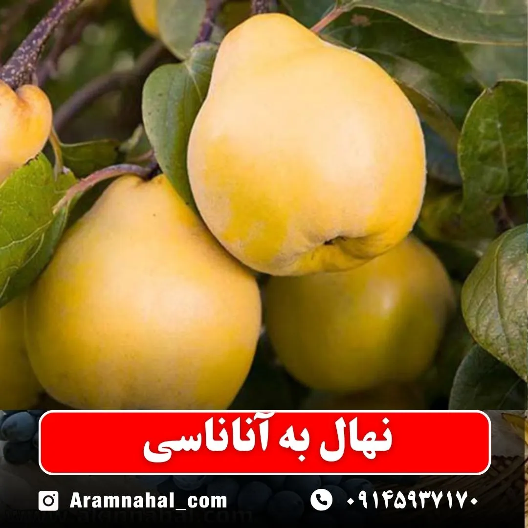 نهال به آناناسی