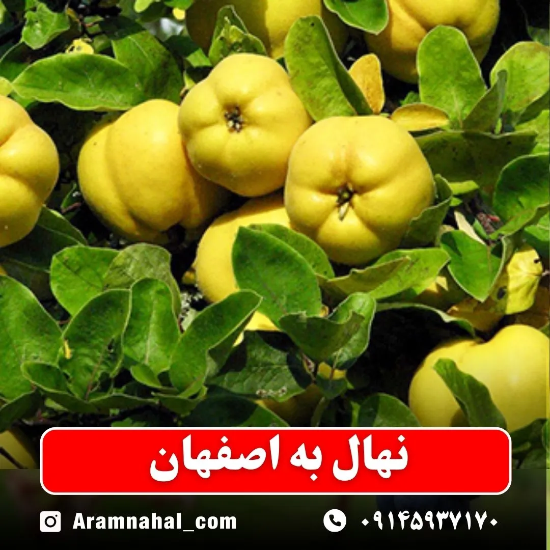 نهال به اصفهان