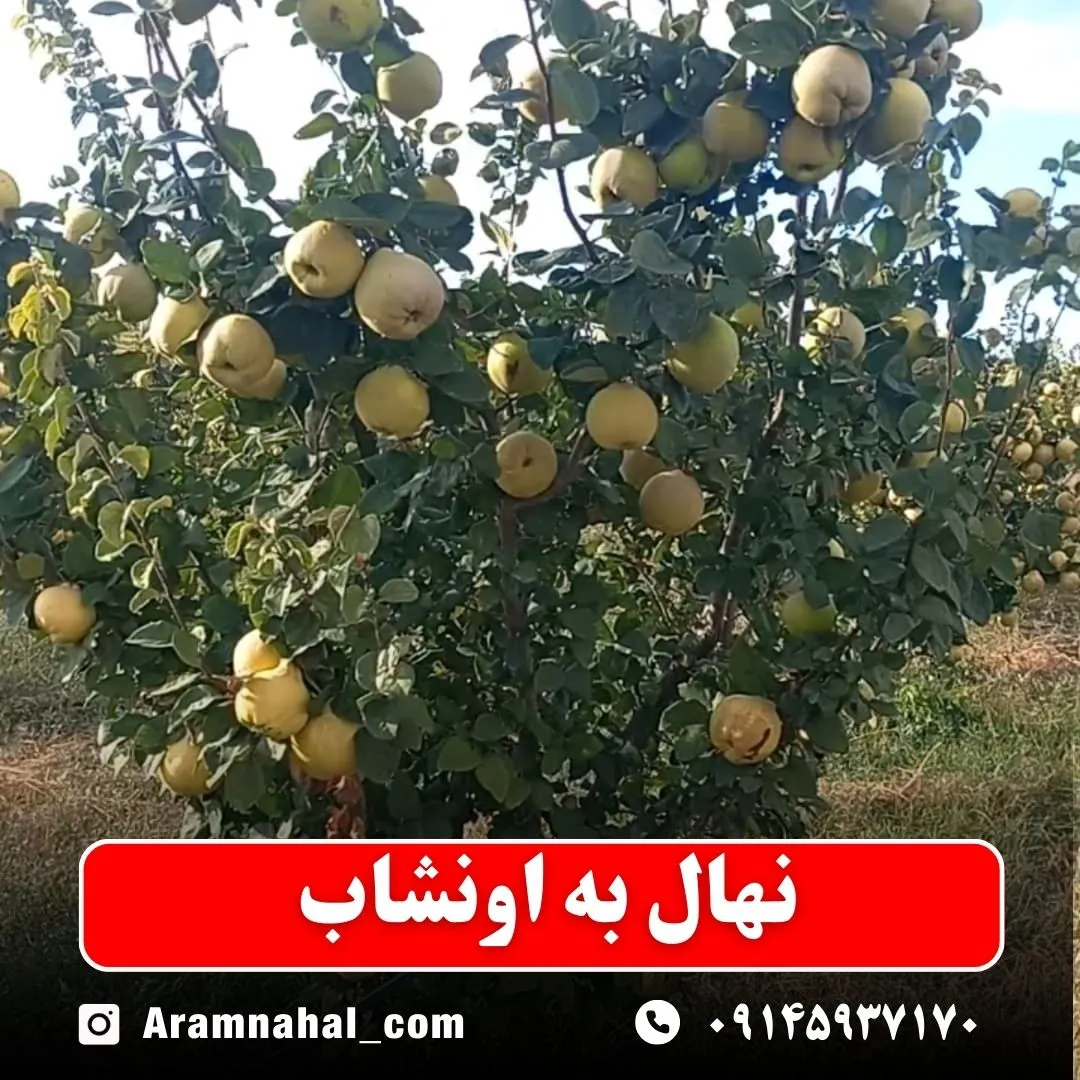 نهال به اونشاب