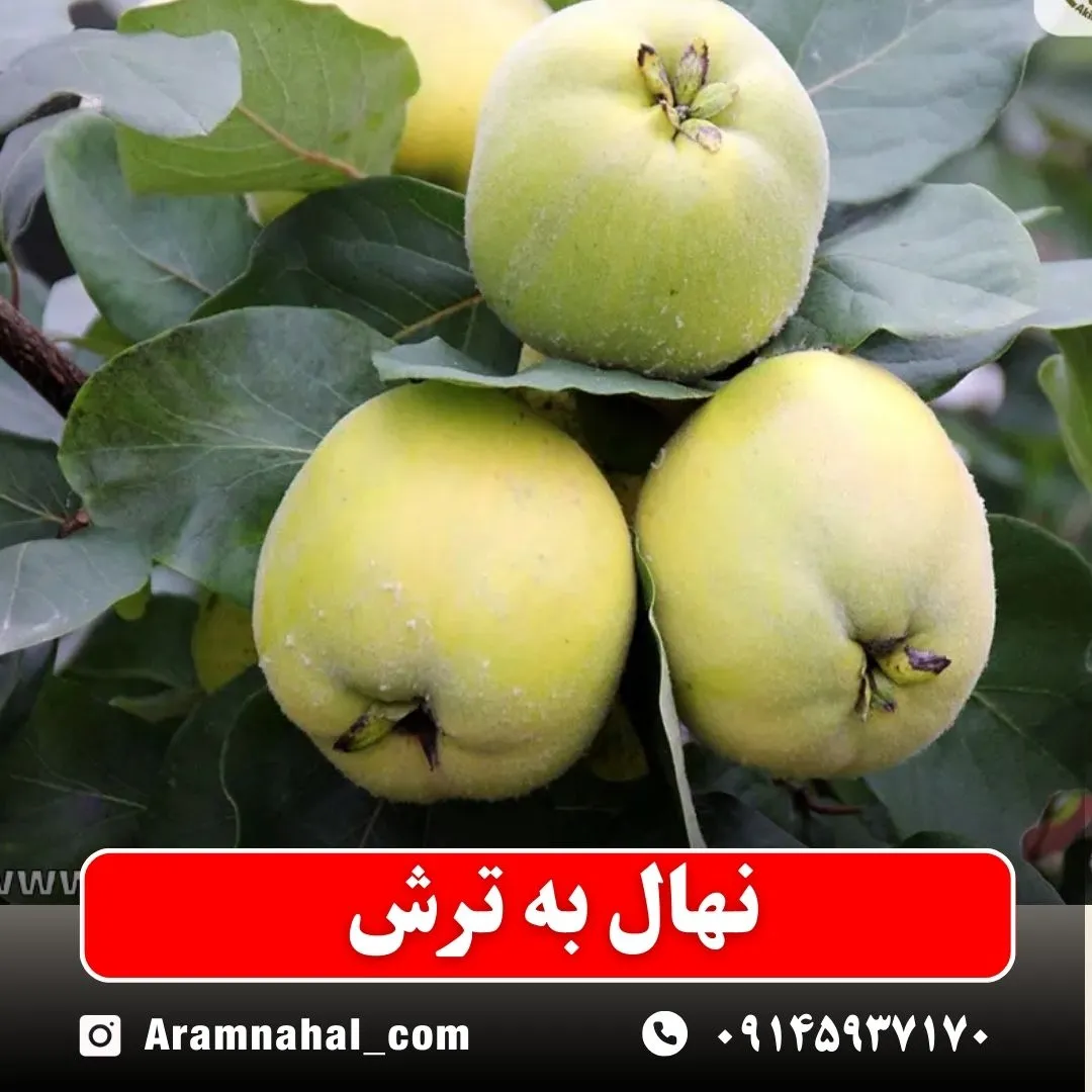 نهال به ترش