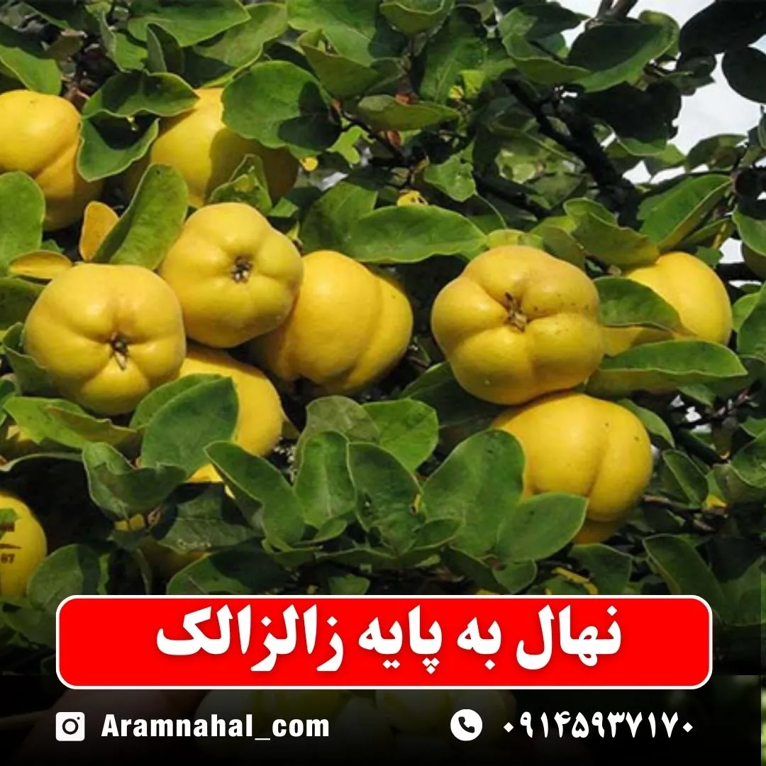 نهال-به-پایه زالزالک-نهالستان-آرام-نهال-