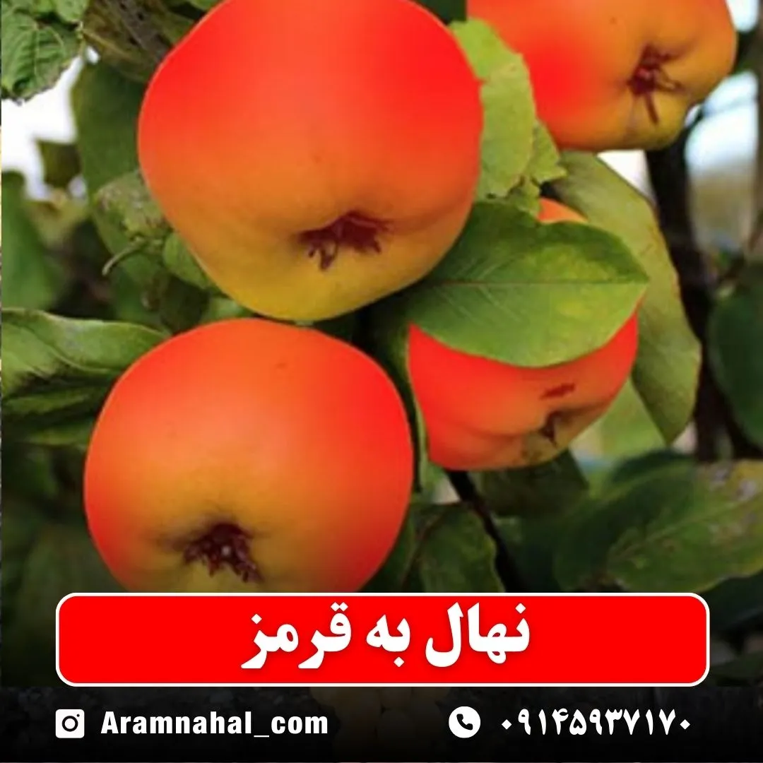 نهال به قرمز