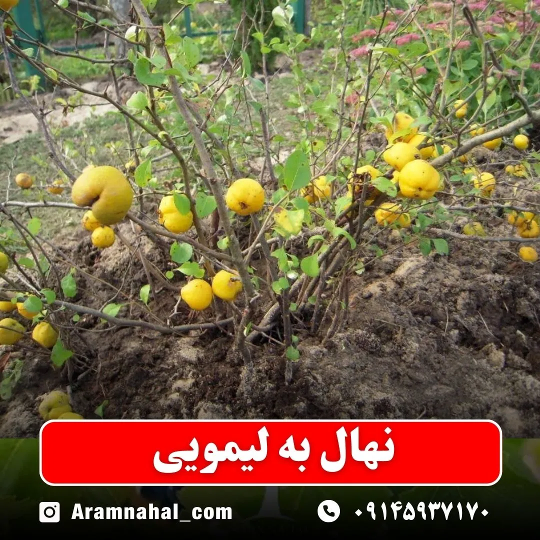 نهال به لیمویی