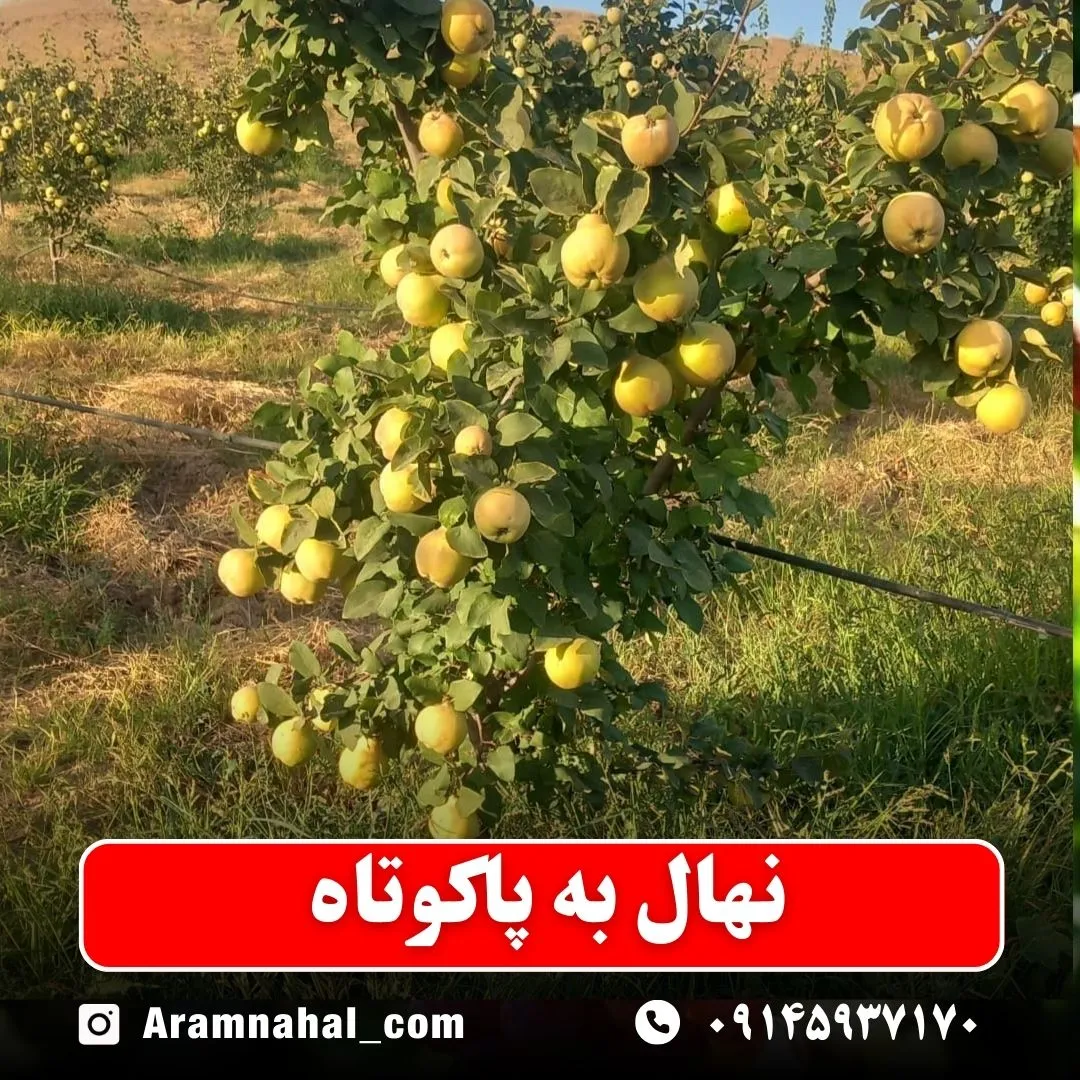 نهال به پاکوتاه
