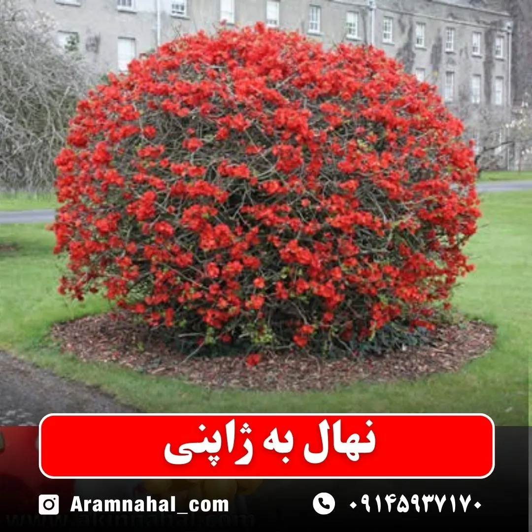 نهال به ژاپنی