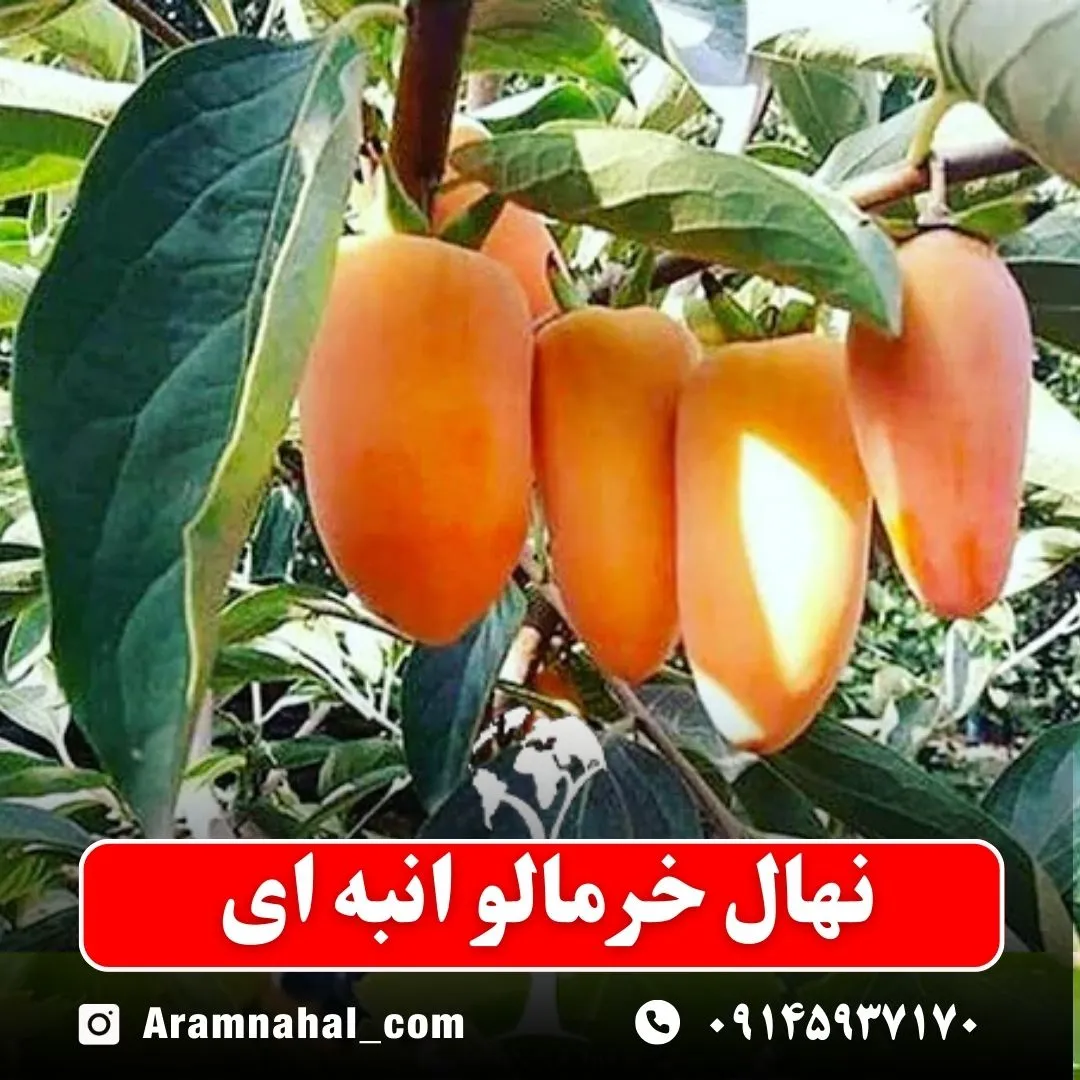 نهال خرمالو انبه ای