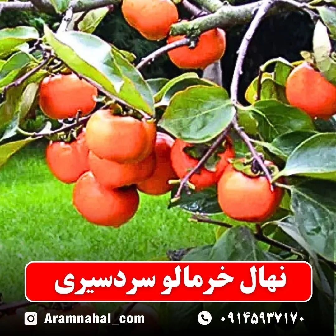 نهال خرمالو سردسیری