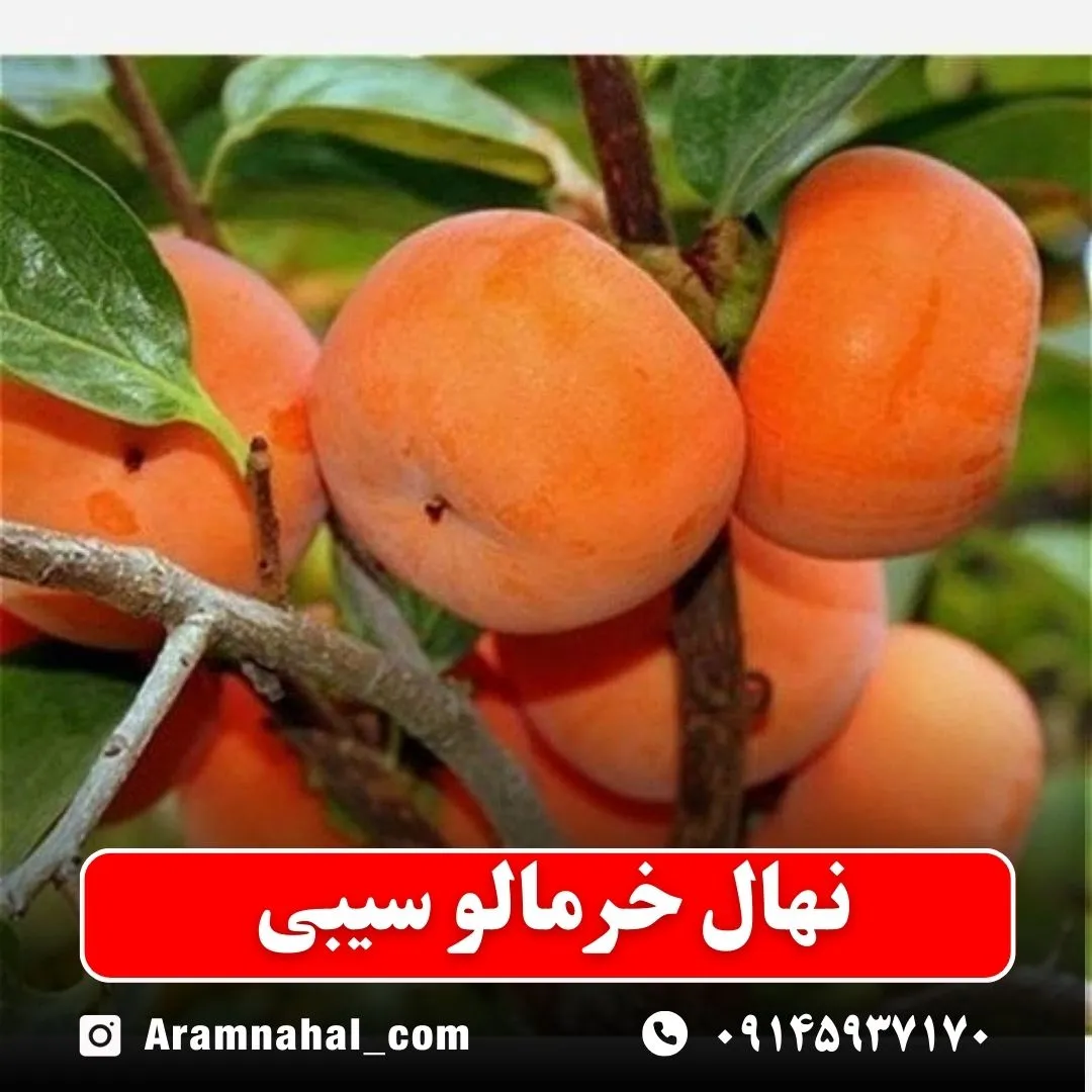 نهال خرمالو سیبی