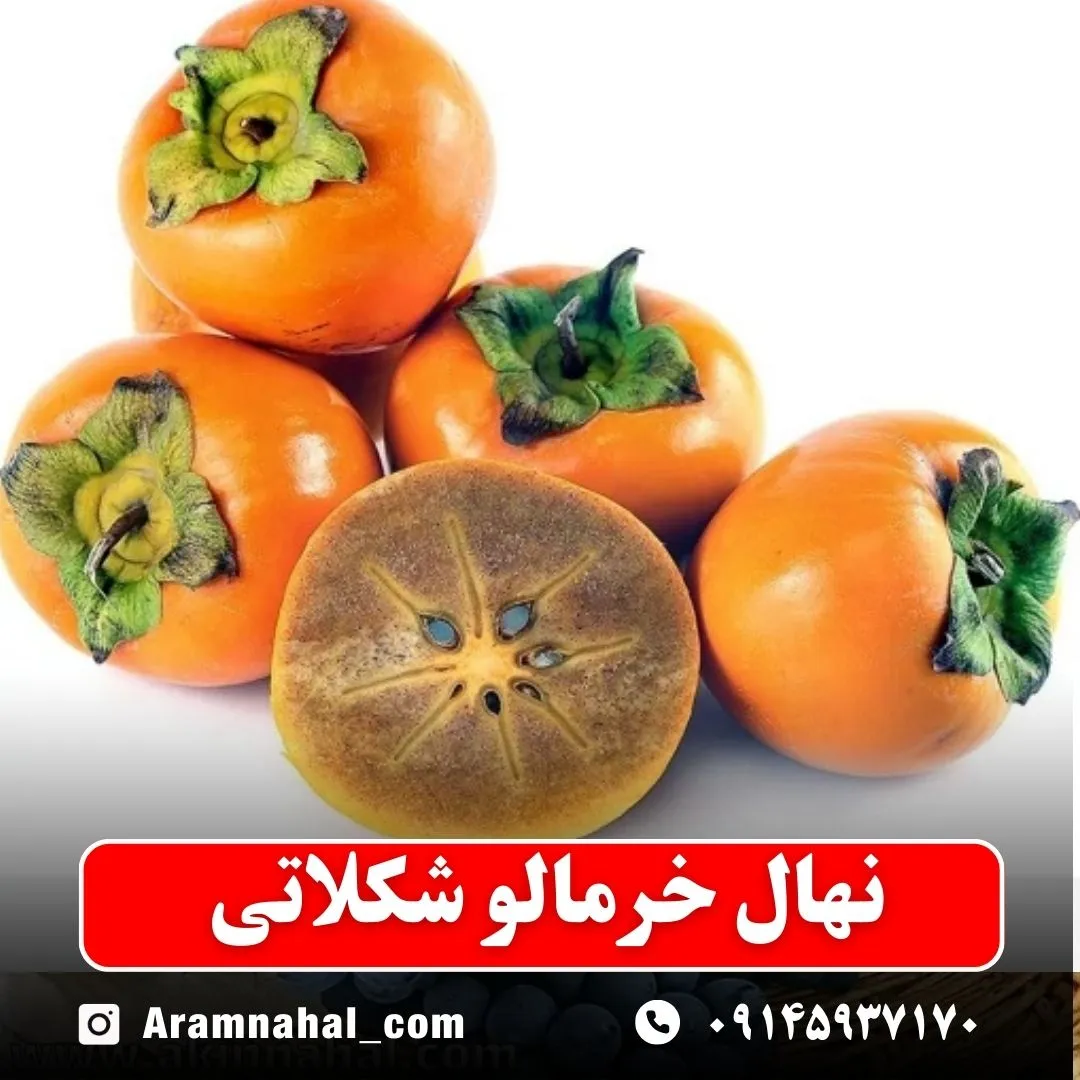 نهال خرمالو شکلاتی