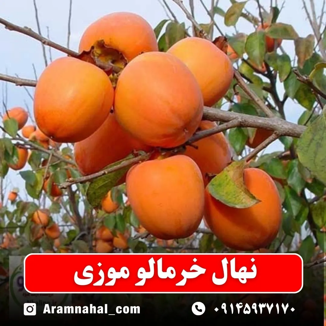 نهال خرمالو موزی