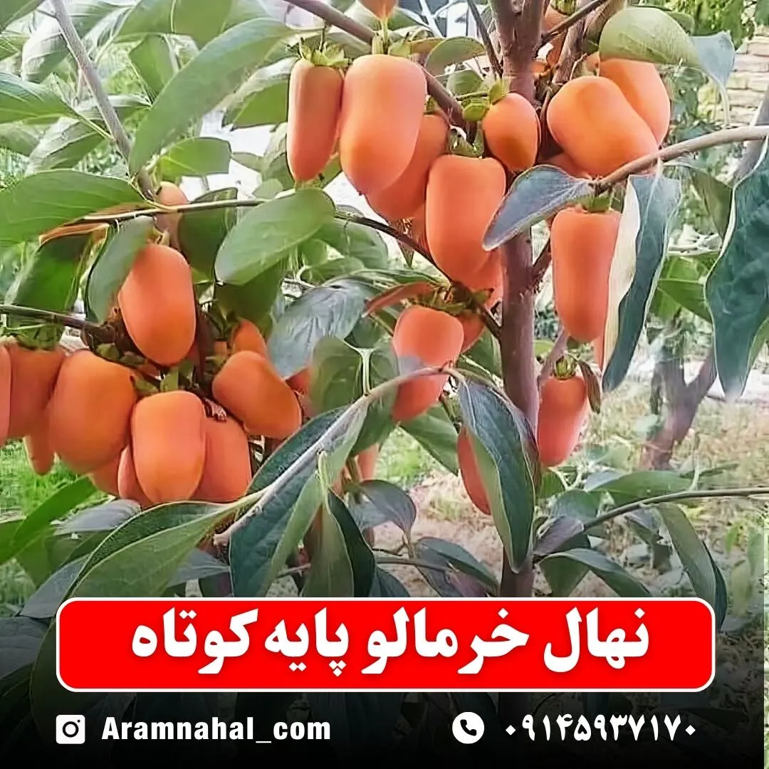 نهال خرمالو پایه کوتاه