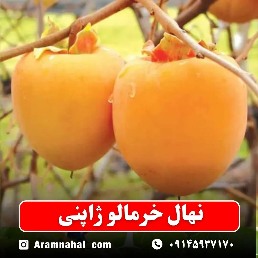 نهال خرمالو ژاپنی