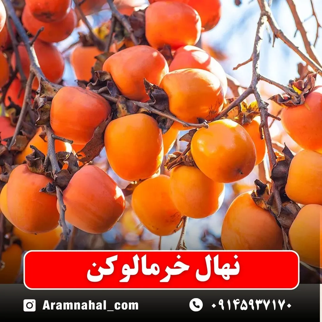 نهال خرمالو کن