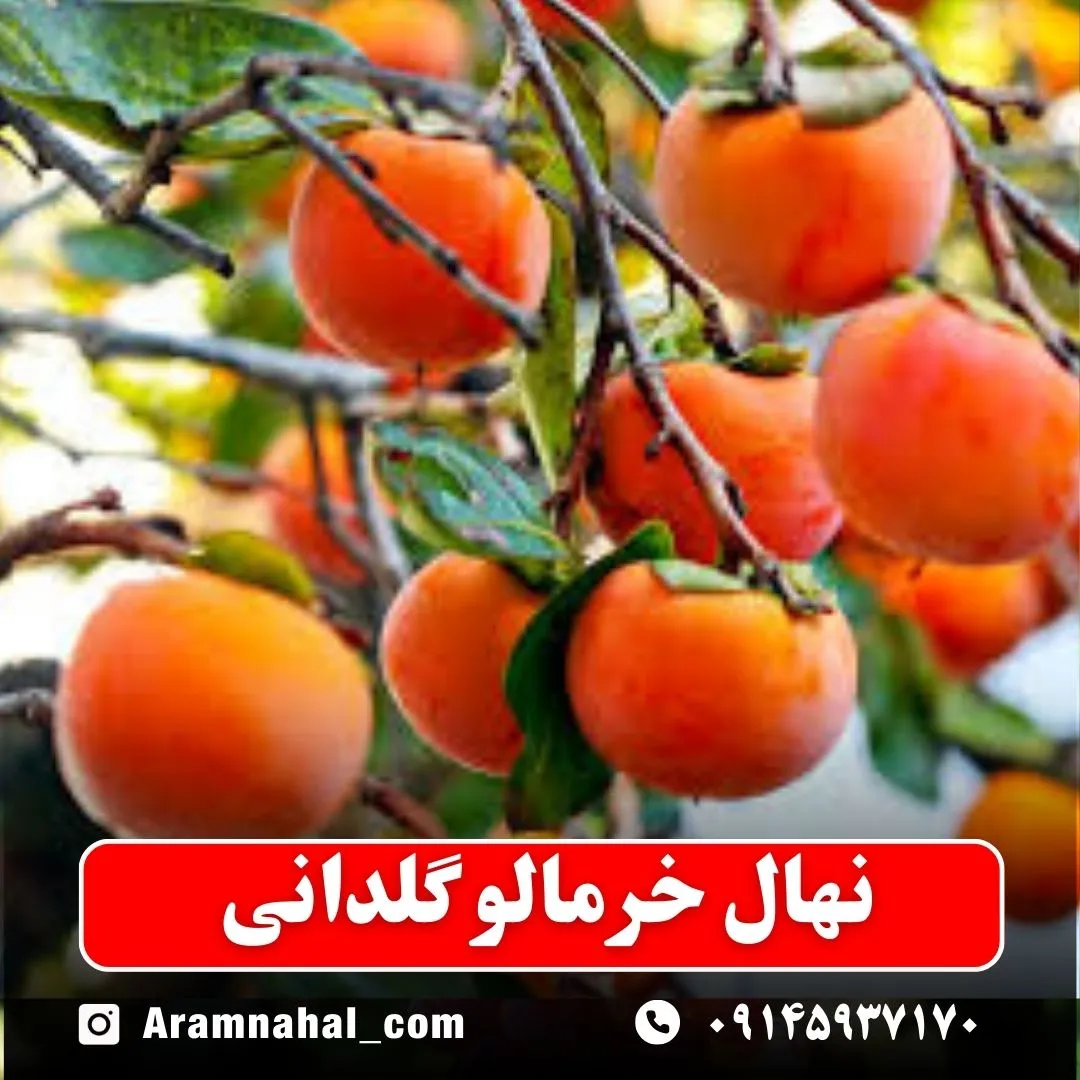 نهال خرمالو گلدانی