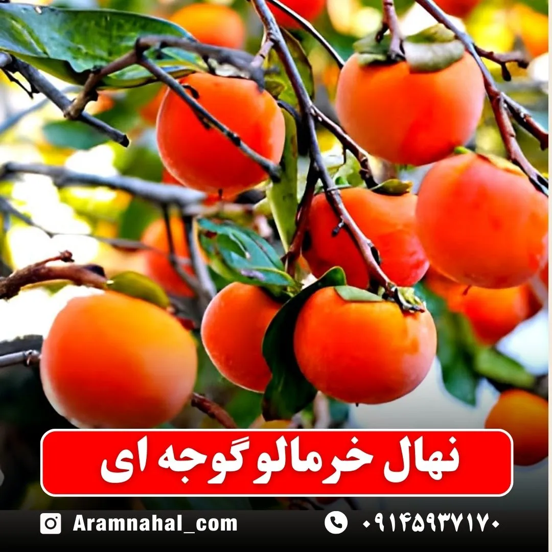 نهال خرمالو گوجه ای