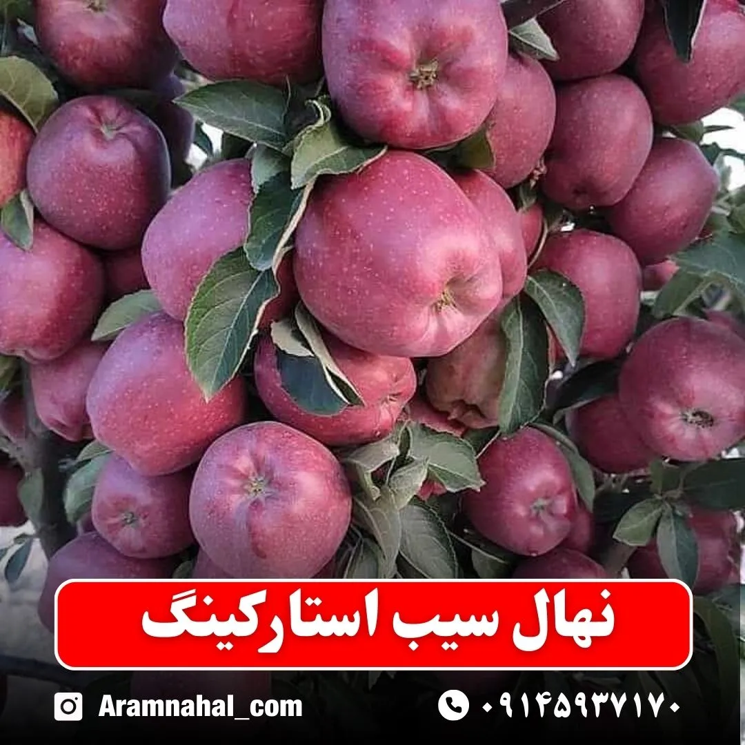 نهال سیب استارکینگ