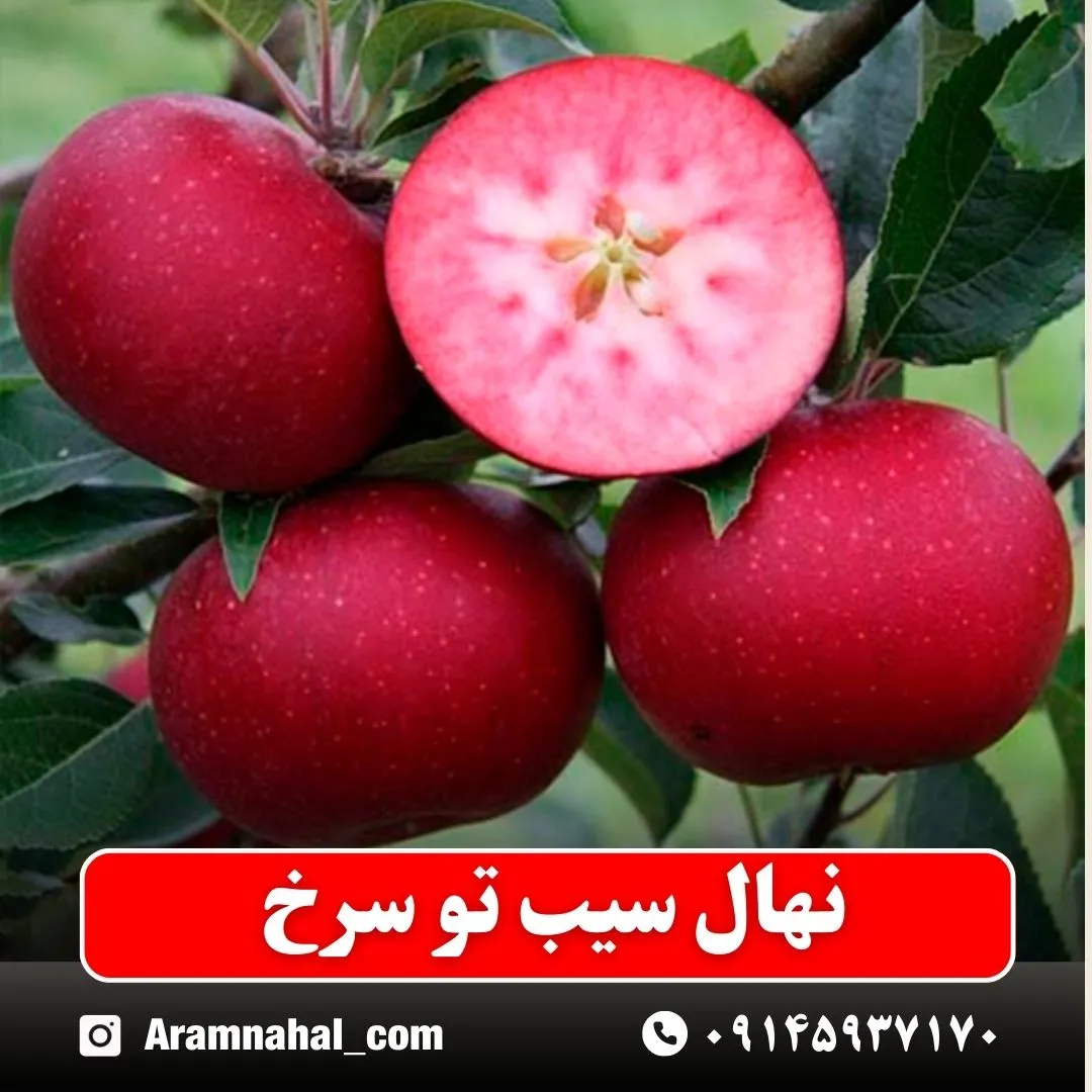 نهال سیب تو سرخ